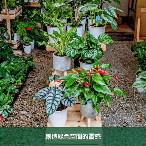 盆栽植物推薦|2024年室內觀葉植物精選與專業養護指南 